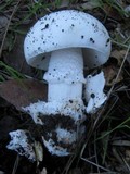 Amanita lactea image