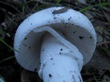 Amanita lactea image