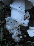 Amanita lactea image