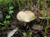 Inocybe rimosa image