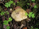 Inocybe rimosa image