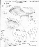 Cantharocybe gruberi image