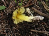 Hygrocybe acutoconica image