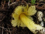 Hygrocybe acutoconica image