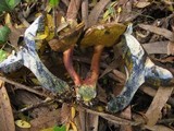 Boletus pulverulentus image