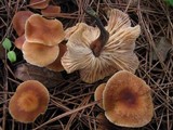 Gymnopus brassicolens var. brassicolens image