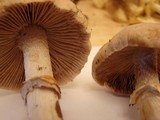 Cortinarius caperatus image