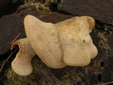 Tapinella panuoides image