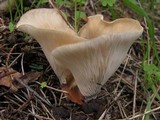 Hohenbuehelia petaloides image