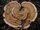 Abortiporus biennis image