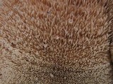 Abortiporus biennis image