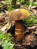 Gyroporus castaneus image