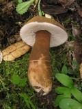 Gyroporus castaneus image