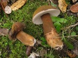 Gyroporus castaneus image