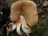 Entoloma sinuatum image