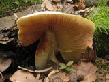 Entoloma sinuatum image