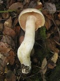 Entoloma sinuatum image