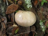 Entoloma sinuatum image