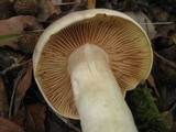 Entoloma sinuatum image