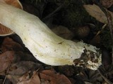 Entoloma sinuatum image