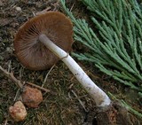 Psathyrella longistriata image