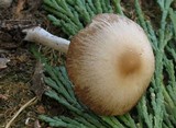 Psathyrella longistriata image