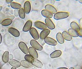 Psathyrella longistriata image