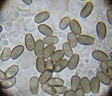 Psathyrella longistriata image