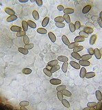 Psathyrella longistriata image