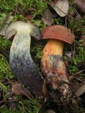 Boletus queletii image