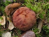 Boletus queletii image