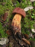 Boletus queletii image