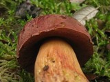 Boletus queletii image