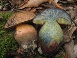 Boletus comptus image
