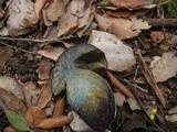 Boletus comptus image