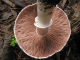 Agaricus bresadolanus image