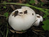 Agaricus bresadolanus image