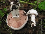 Agaricus bresadolanus image