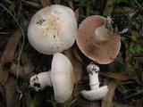 Agaricus bresadolanus image