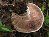 Agaricus bresadolanus image