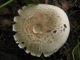 Agaricus bresadolanus image