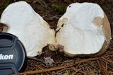 Calvatia cyathiformis image