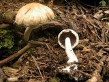 Psathyrella delineata image