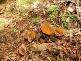 Peziza phyllogena image