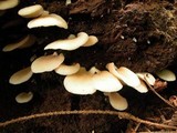Crepidotus applanatus image