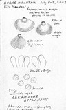 Crepidotus applanatus image