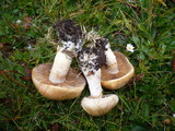 Cortinarius caninus image