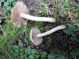 Hebeloma mesophaeum image