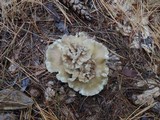 Ampulloclitocybe clavipes image