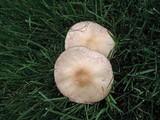 Agaricus micromegethus image